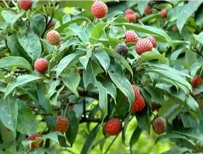 微信上最全的邵陽山貨,吃過15種以上的都是人才!